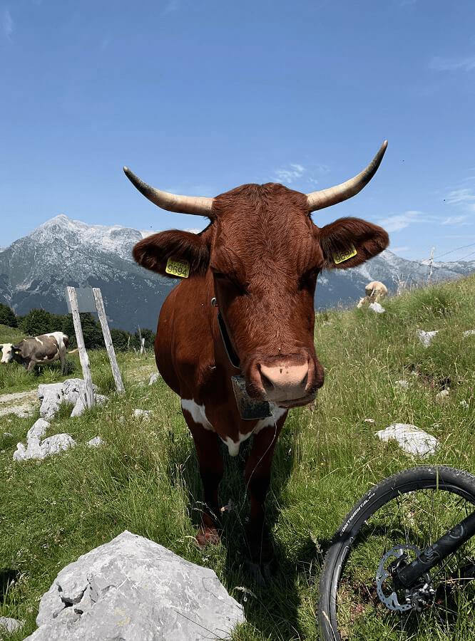 Cow on Stol mountain